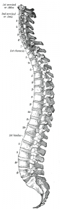 Spinal Column